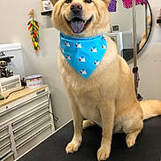 Mia joined the competition — help win amazing prizes! dog, canine, blue_bandana, grooming_table, pet_grooming, smiling, tongue_out, paws, ears, fur, indoor, mirror, tool_drawers, counter, decorative_peppers, garland, leash_strap, sitting, happy, portrait