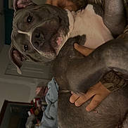 Apollo is registered to the contest to win money with this photo: dog, pitbull, pet, indoor, bed, blanket, human_hand, lying_down, belly_up, closeup, portrait, ears, gray_coat, white_chest, cute, relaxed, home, nighttime, soft_lighting, couch