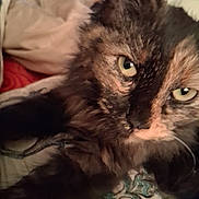 Sheba joined the competition — help win amazing prizes! cat, close_up, tortoiseshell, fur, green_eyes, pet, indoor, blanket, pattern, cozy, animal, whiskers, face, sleepy, resting, soft, cute, feline, domestic_cat, relaxed