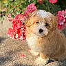 puppy, dog, flower, pink_flower, outdoor, pet, fur, cute, animal, nature, garden, greenery, portrait, sunlight, small_dog, fluffy, curly_fur, closeup, adorable, young_dog