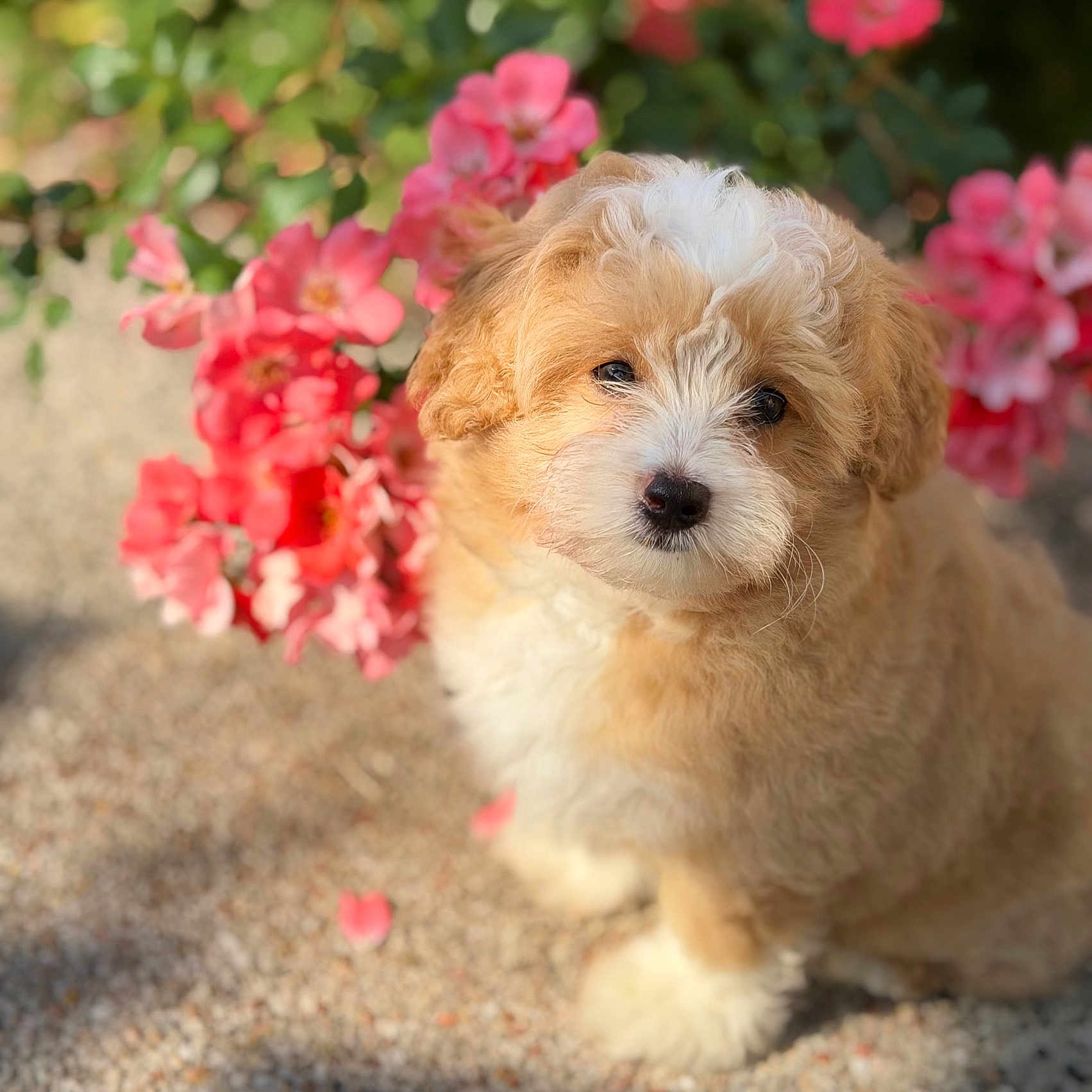 Eden a rejoint le concours — aidez-le/la à gagner de superbes lots ! puppy, dog, flower, pink_flower, outdoor, pet, fur, cute, animal, nature, garden, greenery, portrait, sunlight, small_dog, fluffy, curly_fur, closeup, adorable, young_dog
