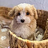 Eden a rejoint le concours — aidez-le/la à gagner de superbes lots ! puppy, dog, basket, fluffy, cute, pet, animal, fur, indoors, closeup, soft, blanket, paw_prints, young, adorable, brown, white, small, face, cozy