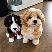Eden participe au concours pour gagner de l'argent avec cette photo : puppy, dog, plush_toy, stuffed_animal, floor, wooden_floor, indoor, cute, fluffy, pet, animal, brown, white, soft, toy, friend, companion, closeup, portrait, adorable