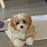 Eden a rejoint le concours — aidez-le/la à gagner de superbes lots ! puppy, dog, fluffy, cute, pet, indoor, carpet, floor, brown, white, curly_fur, animal, young, adorable, laying_down, closeup, soft_light, domestic, portrait, companion