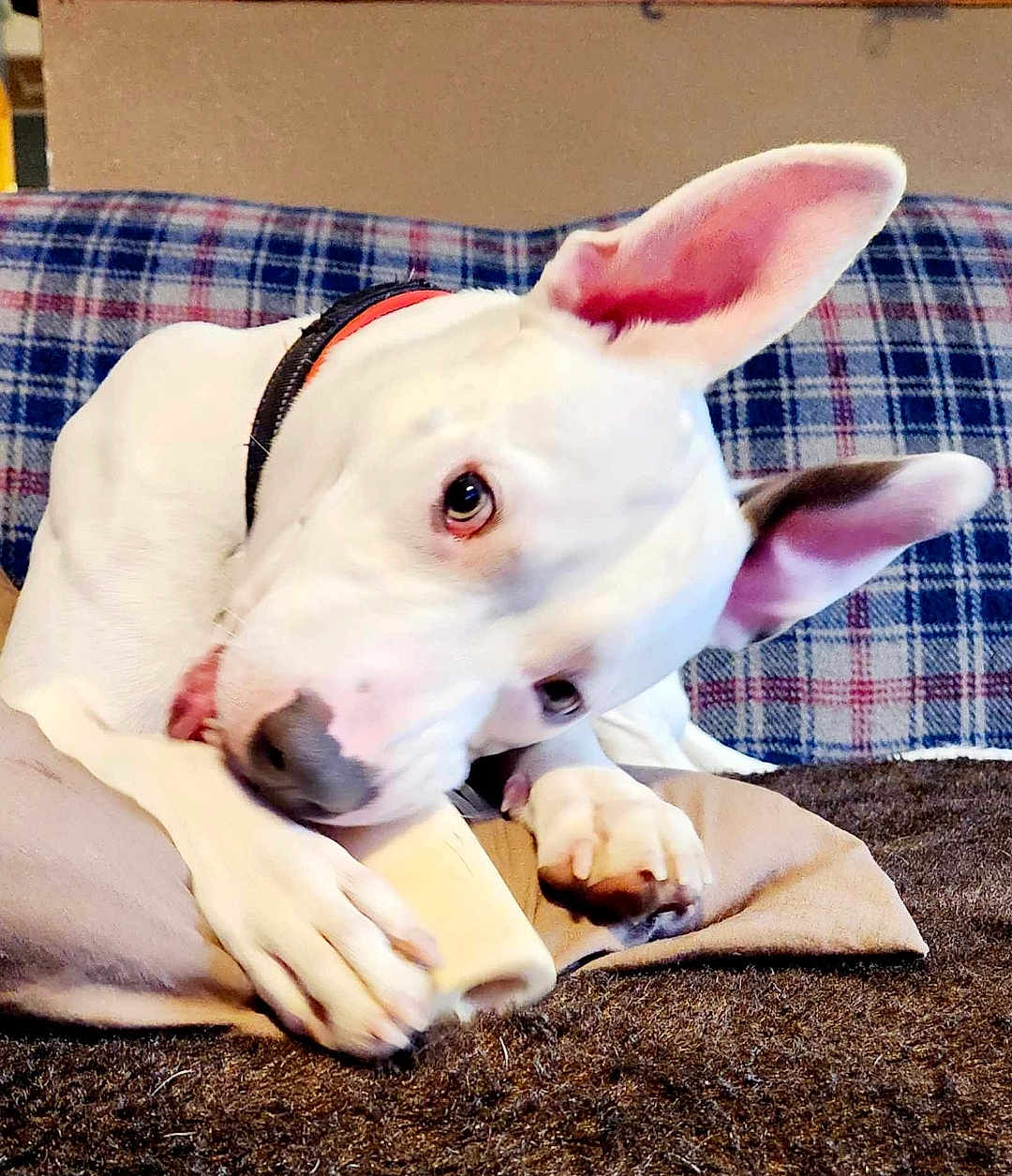 Bane is registered to the contest to win money with this photo: animal, blanket, bulldog, canine, couch, cushion, dog, frenchbulldog, furniture, homedecor, hound, indoors, interiordesign, person, pet, pitbull, puppy, sleeping, snout, whitedog