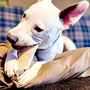 Bane is registered to the contest to win money with this photo: animal, blanket, bulldog, canine, chihuahua, couch, cushion, dog, frenchbulldog, furniture, homedecor, hound, husky, person, pet, puppy, sleeping, snout, terrier, whitedog