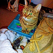 Buddy joined the competition — help win amazing prizes! cat, tabby_cat, green_eyes, pens, blue_tray, blanket, pillow, patterned_pillow, indoor, cozy, feline, pet, curious, furniture, room, carpet, household_items, close_up, domestic_animal, resting
