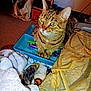 cat, tabby_cat, green_eyes, pens, blue_tray, blanket, pillow, patterned_pillow, indoor, cozy, feline, pet, curious, furniture, room, carpet, household_items, close_up, domestic_animal, resting