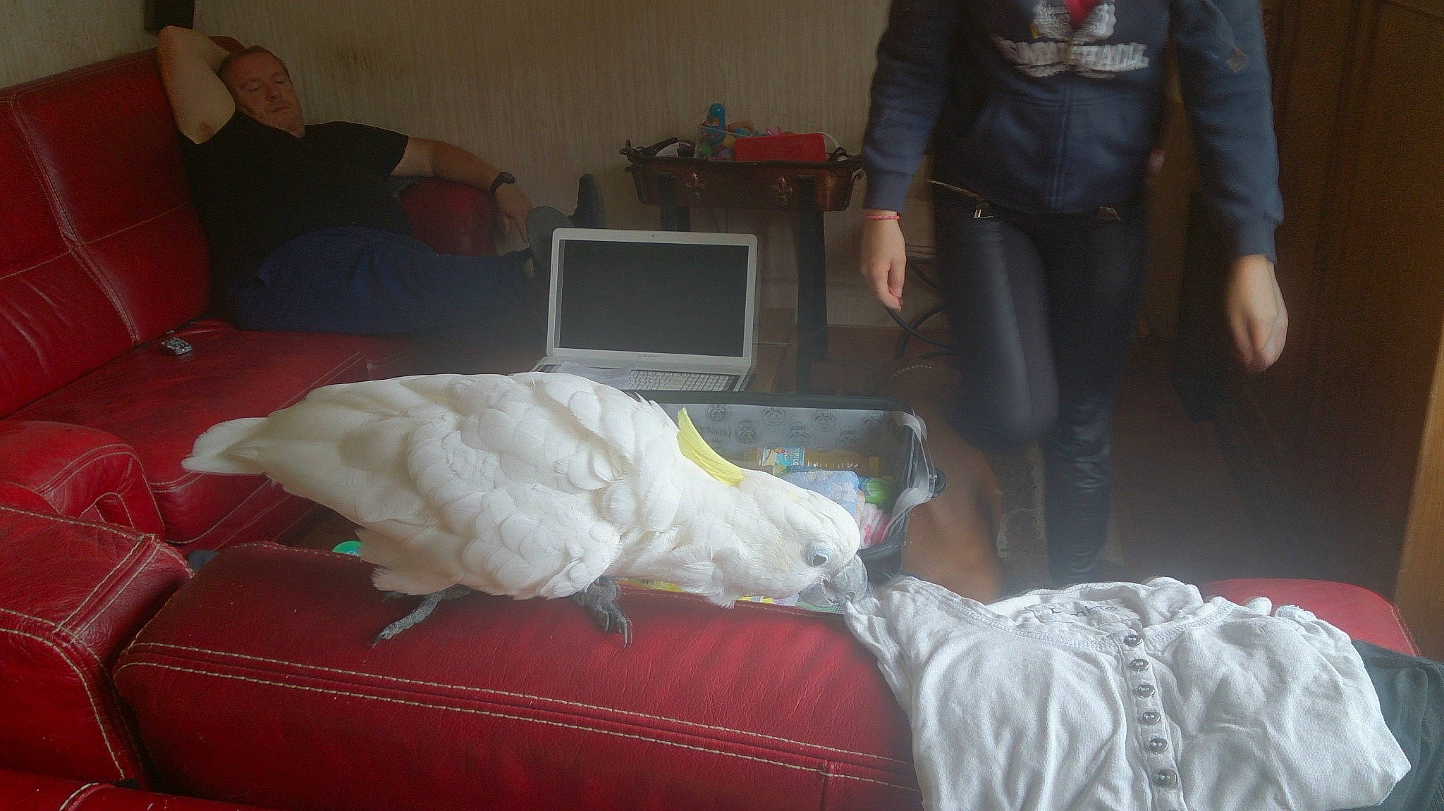 Coquette a rejoint le concours — aidez-le/la à gagner de superbes lots ! bed, bed_sheet, bedding, bird, fur, furniture, person, room