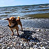dog, chihuahua, beach, shells, sea, waves, sand, sunlight, shadow, outdoor, pet, small_dog, water, coast, nature, summer, animal, daylight, curious, shore