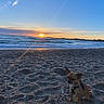dog, small_dog, beach, sand, sunset, ocean, waves, horizon, sky, clouds, sun, outdoor, nature, pet, animal, harness, coast, seashore, calm, scenic