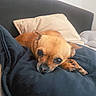 dog, small_dog, brown_dog, pillow, couch, indoor, resting, pet, cute, cozy, animal, face, fur, canine, companion, home, relaxed, looking, black_pillow, beige_pillow