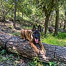 Vega a rejoint le concours — aidez-le/la à gagner de superbes lots ! dog, animal, outdoor, forest, tree, log, nature, greenery, sunlight, canine, pet, tongue_out, ears_up, laying_down, wood, leaves, grass, trunk, daylight, happy