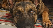 Vega participe au concours pour gagner de l'argent avec cette photo : german_shepherd, dog, pet, lying_down, close_up, floor, indoor, carpet, ears, eyes, nose, paw, fur, animal, canine, portrait, resting, expression, home, cozy