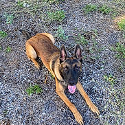 Vega a rejoint le concours — aidez-le/la à gagner de superbes lots ! dog, belgian_malinois, outdoor, grass, rocks, tongue_out, pet, animal, canine, nature, lying_down, happy, ears_up, brown_fur, black_face, collar, playful, summer, sunlight, ground