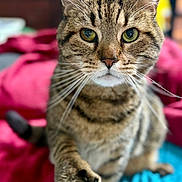Osiris joined the competition — help win amazing prizes! animal, background_blur, blanket, cat, claws, close_up, curious, domestic, eyes, feline, focus, fur, indoor, paw, pet, sitting, soft_texture, striped, tabby, whiskers