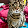 animal, background_blur, blanket, cat, claws, close_up, curious, domestic, eyes, feline, focus, fur, indoor, paw, pet, sitting, soft_texture, striped, tabby, whiskers