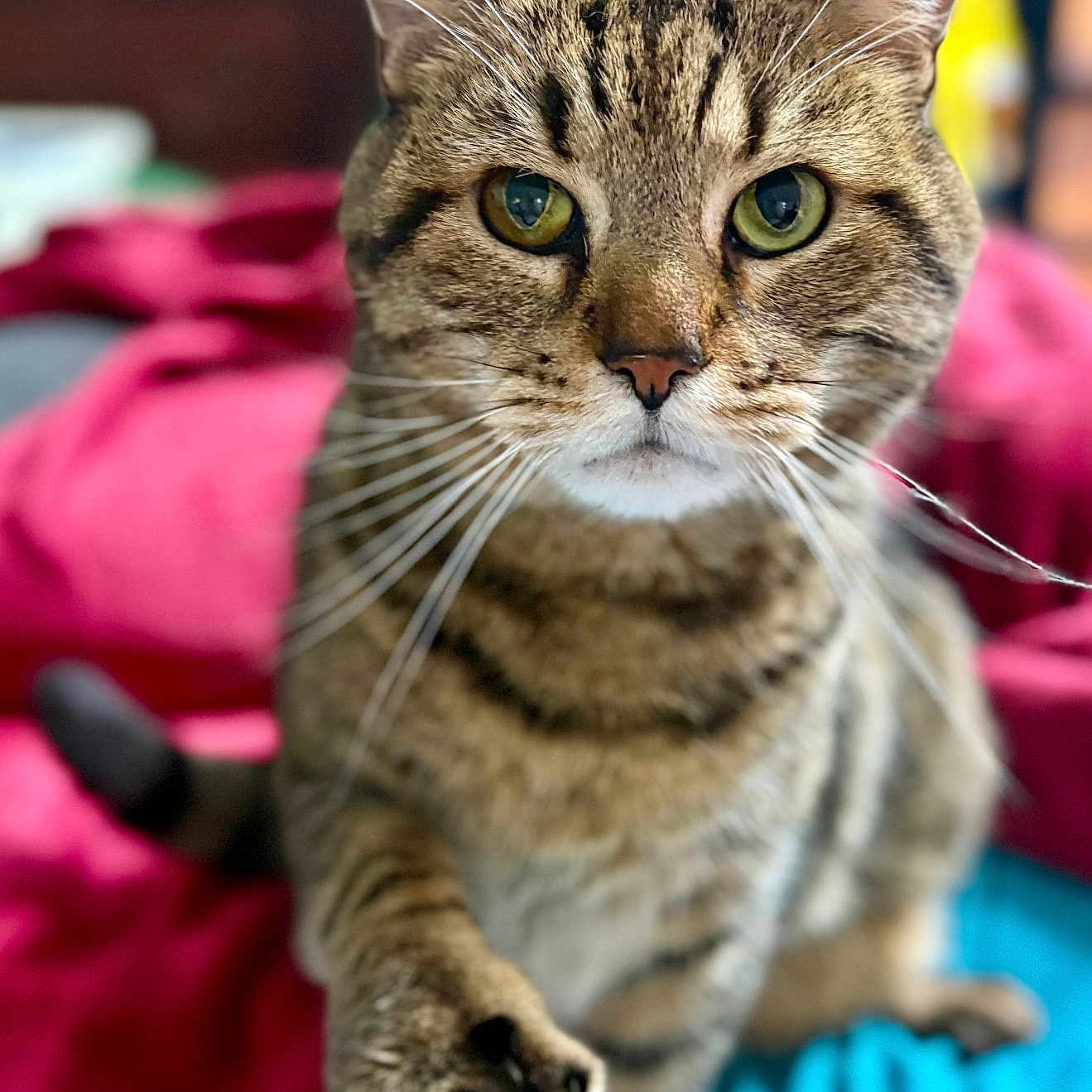 Osiris