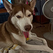 Kai is registered to the contest to win money with this photo: bed, blanket, closeup, collar, cozy, dog, ears, fan, fur, furniture, husky, indoor, living_room, paw, pet, portrait, sleepy, tag, television, tongue_out