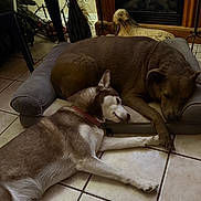 Kai is registered to the contest to win money with this photo: dog, sleeping, dog_bed, floor, tile_floor, indoor, resting, brown_dog, white_and_brown_dog, decor, fireplace, statue, plant, vase, flower, furniture, home, cozy, animal, pet