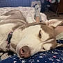 Kai joined the competition — help win amazing prizes! bed, blanket, close_up, collar, cozy, dog, ear, fur, human_leg, husky, indoor, muzzle, nose, pet, pillow, portrait, relaxed, sleeping_dog, star_pattern, whiskers