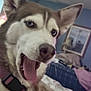 dog, husky, indoor, pet, blue_eyes, collar, close_up, canine, mouth_open, fur, animal, bedroom, bed, blanket, furniture, portrait, whiskers, ears, nose, domestic_animal