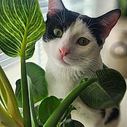 Lilo joined the competition — help win amazing prizes! black_and_white_cat, blinds, cat, close_up, cozy, curious, domestic_animal, eye, feline, green_leaves, houseplant, indoor, leaf, nature, pet, pink_nose, plant, potted_plant, whiskers, window