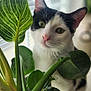 black_and_white_cat, blinds, cat, close_up, cozy, curious, domestic_animal, eye, feline, green_leaves, houseplant, indoor, leaf, nature, pet, pink_nose, plant, potted_plant, whiskers, window