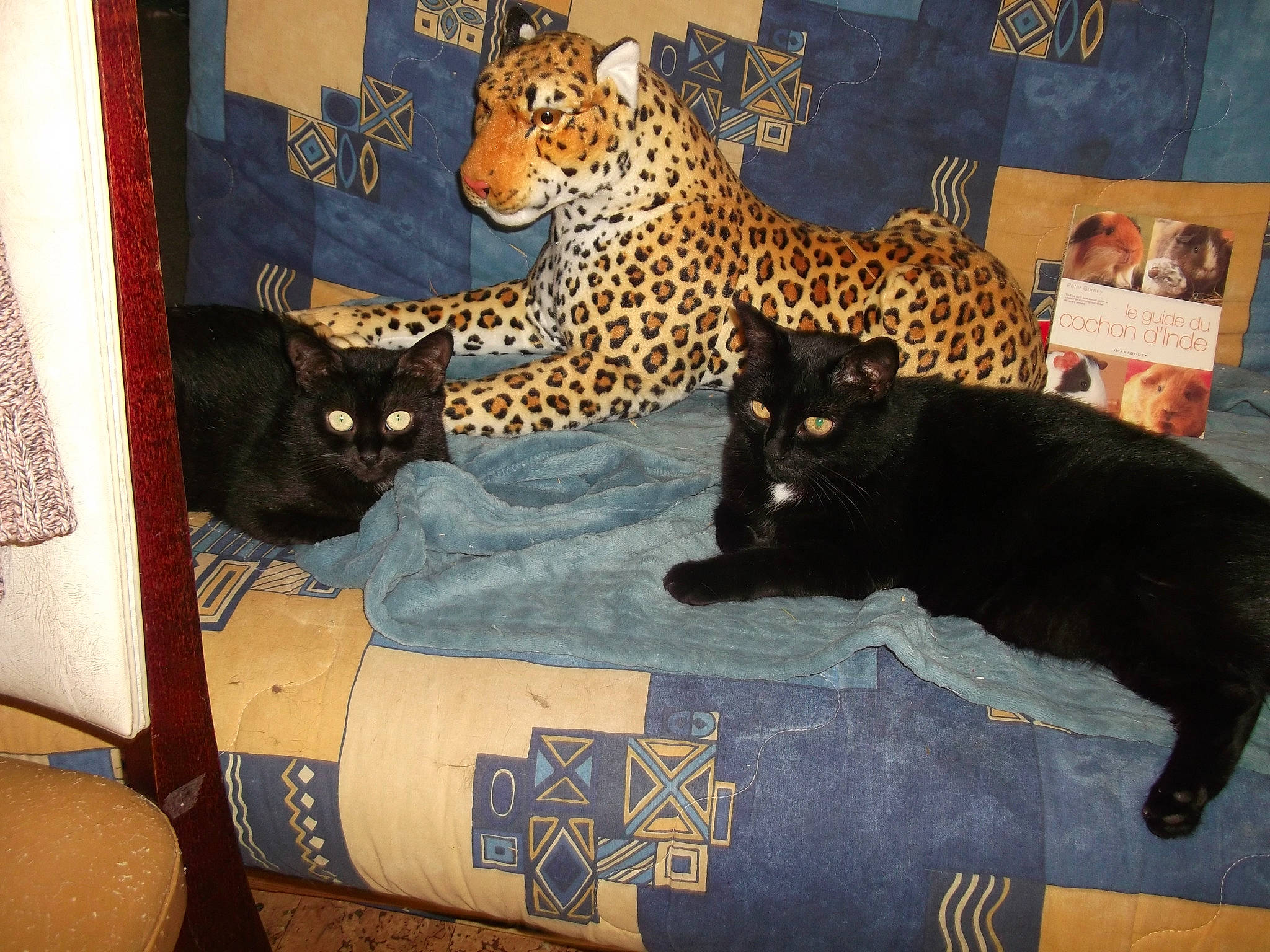 Féline participe au concours pour gagner de l'argent avec cette photo : asian, black_cat, carnivore, cat, domestic_short_haired_cat, european_shorthair, felidae, interior_design, room, small_to_medium_sized_cats, whiskers