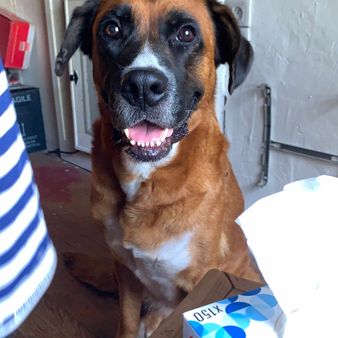 Shenna a rejoint le concours — aidez-le/la à gagner de superbes lots ! blue, boxer, canidae, carnivore, carton, collar, companion_dog, dog, dog_breed, dog_supply, fawn, guard_dog, packaging_and_labeling, pet_supply, shipping_box, snout, sporting_group, whiskers, working_animal, working_dog