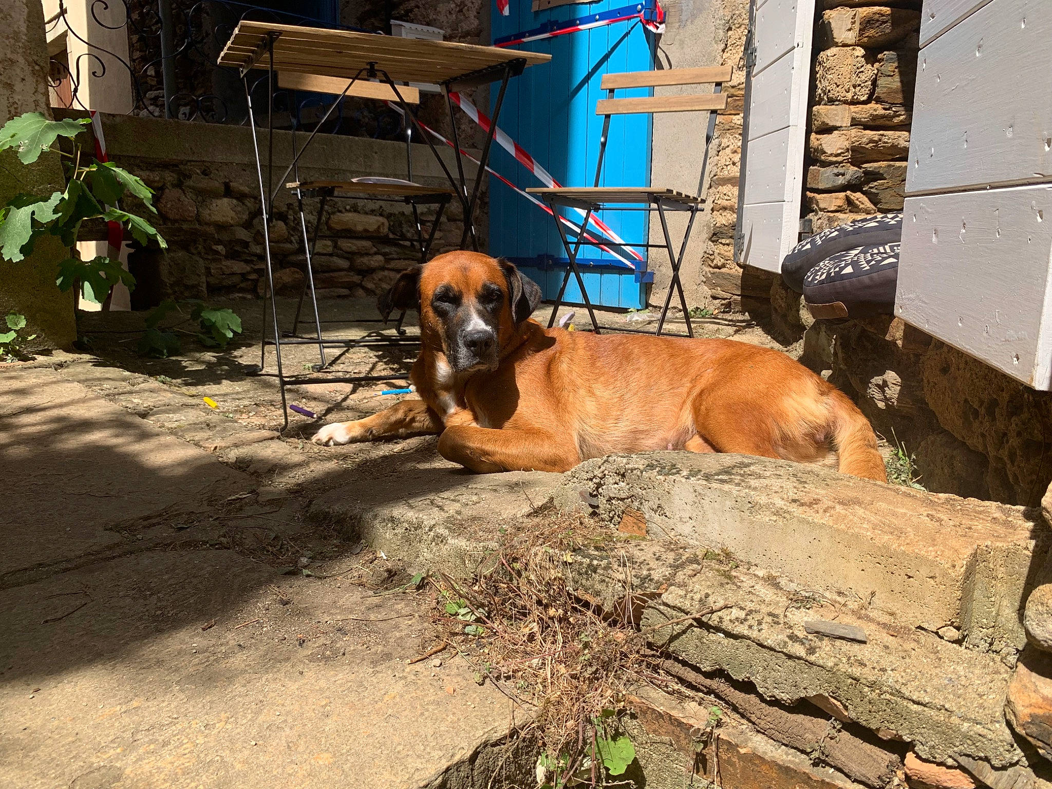 Shenna a rejoint le concours — aidez-le/la à gagner de superbes lots ! canidae, carnivore, chair, companion_dog, dog, dog_breed, fawn, guard_dog, pet_supply, plant, road_surface, shade, sidewalk, snout, sporting_group, street, street_dog, wood, working_animal, working_dog