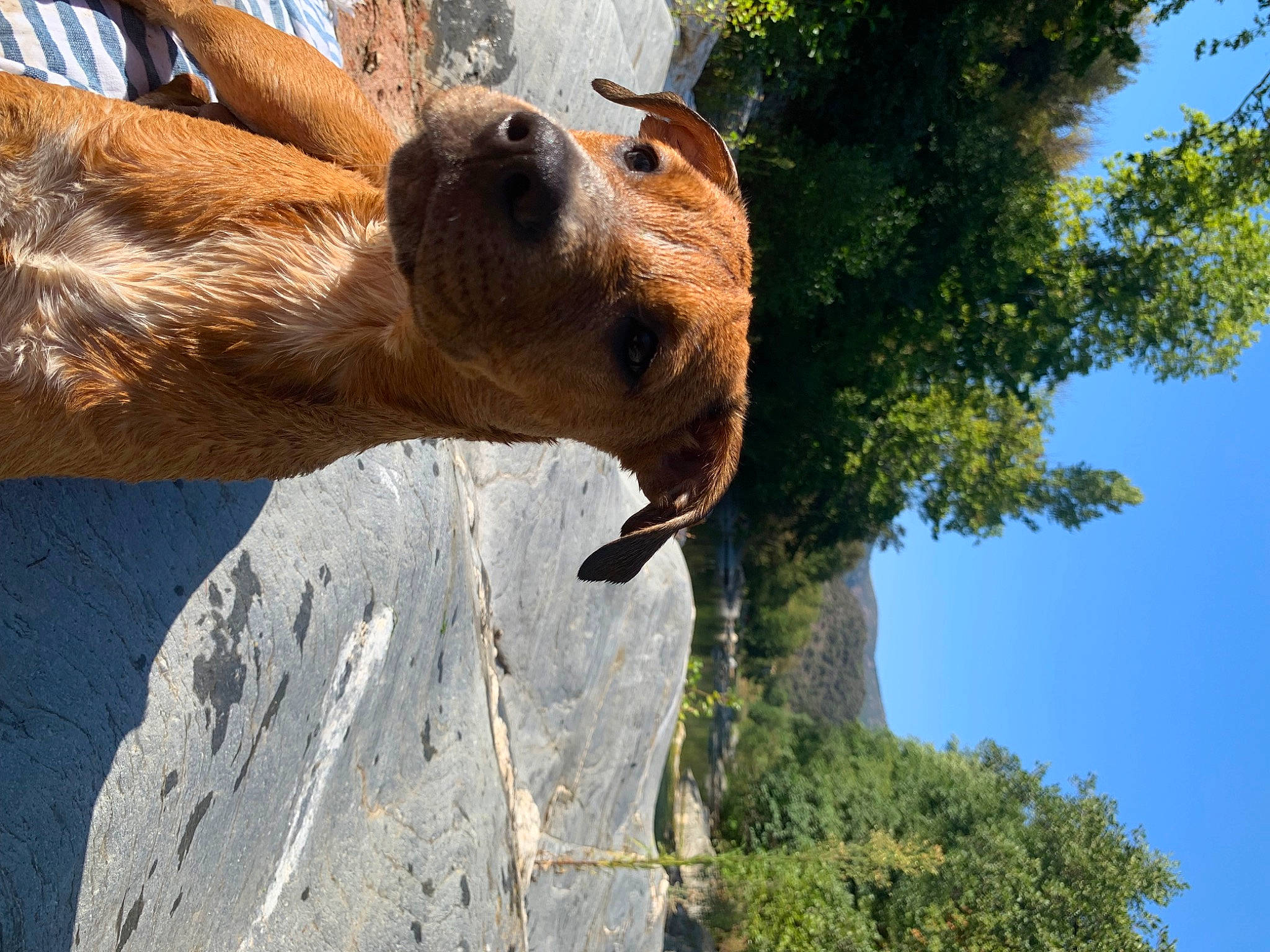 Boulette a rejoint le concours — aidez-le/la à gagner de superbes lots ! airedale_terrier, bovine, canidae, carnivore, dog, dog_breed, fawn, liver, livestock, pack_animal, plant, sky, sporting_group, tail, terrestrial_animal, tree, trunk, wildlife, wood, working_animal