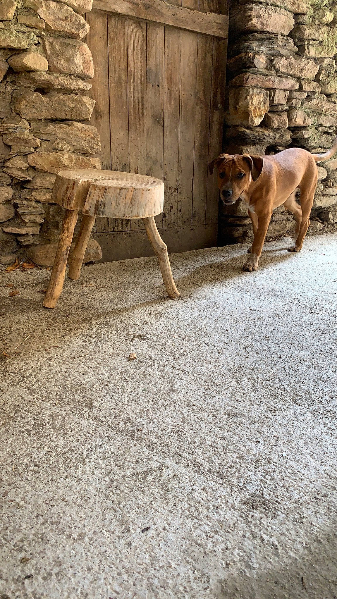 Boulette participe au concours pour gagner de l'argent avec cette photo : bench, carnivore, companion_dog, concrete, dog, dog_breed, fawn, floor, flooring, grass, hardwood, landscape, outdoor_furniture, road_surface, shadow, sidewalk, sporting_group, tail, trunk, wood