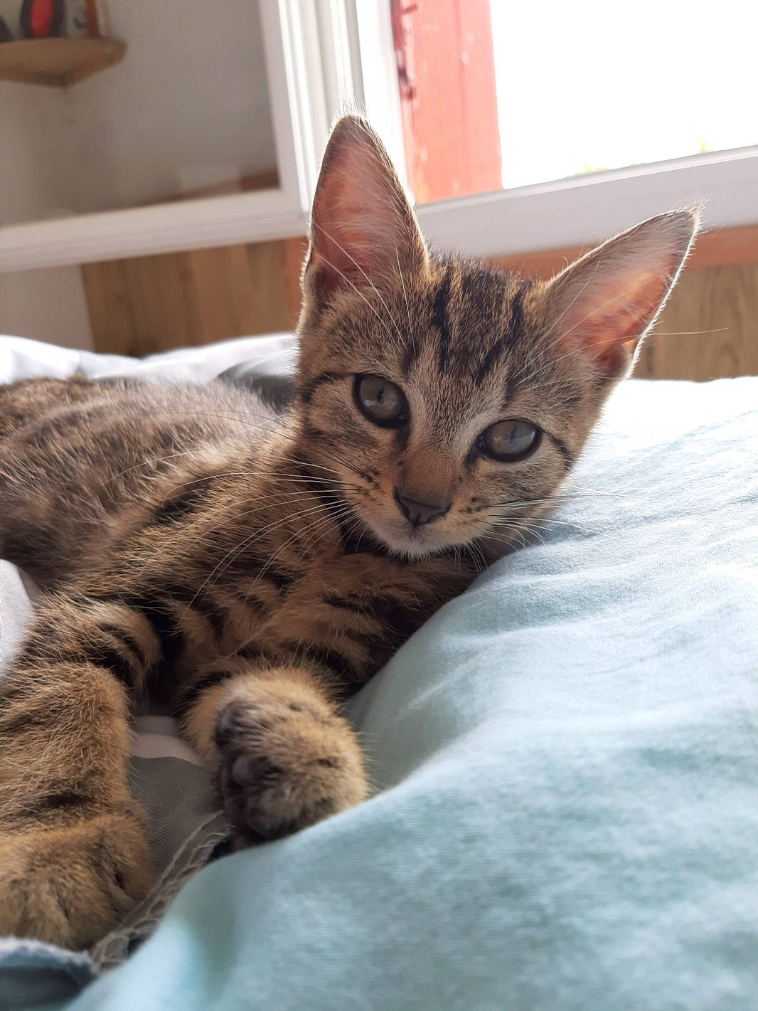 Pongo participe au concours pour gagner de l'argent avec cette photo : american_shorthair, asian, australian_mist, bengal, california_spangled, carnivore, cat, domestic_short_haired_cat, dragon_li, egyptian_mau, european_shorthair, felidae, kitten, mammal, pixie_bob, small_to_medium_sized_cats, tabby_cat, toyger, vertebrate, whiskers