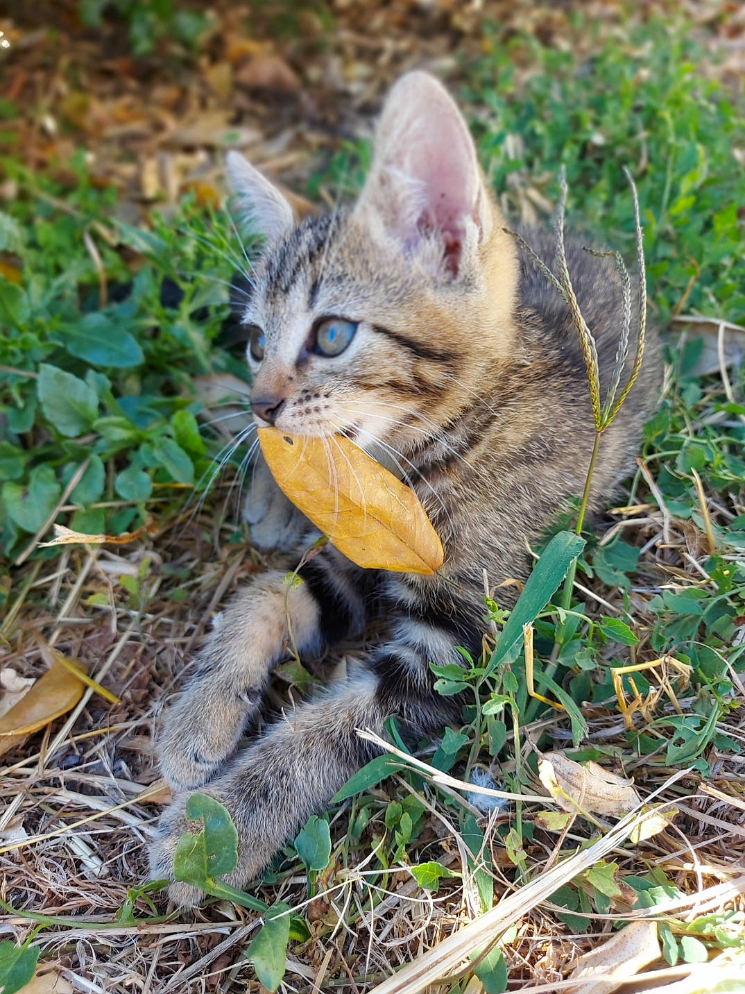 Pongo participe au concours pour gagner de l'argent avec cette photo : asian, carnivore, cat, domestic_short_haired_cat, european_shorthair, fawn, felidae, grass, kitten, mammal, pixie_bob, plant, rusty_spotted_cat, small_to_medium_sized_cats, tabby_cat, whiskers, wild_cat, wildlife