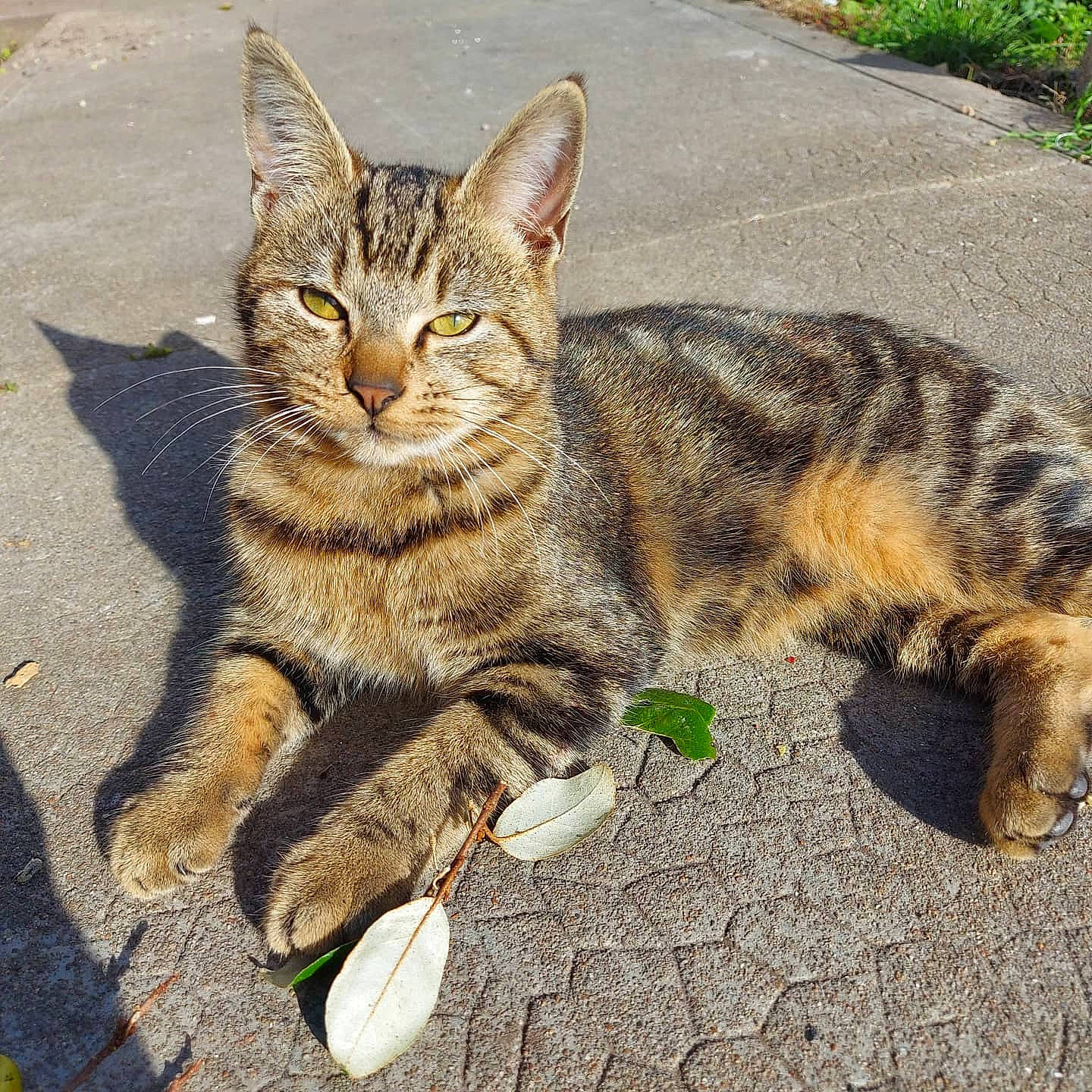 Pongo a rejoint le concours — aidez-le/la à gagner de superbes lots ! aegean_cat, asian, carnivore, cat, domestic_short_haired_cat, dragon_li, european_shorthair, eye, felidae, kitten, mammal, pixie_bob, plant, small_to_medium_sized_cats, snapshot, tabby_cat, tree, whiskers, wild_cat, wildlife