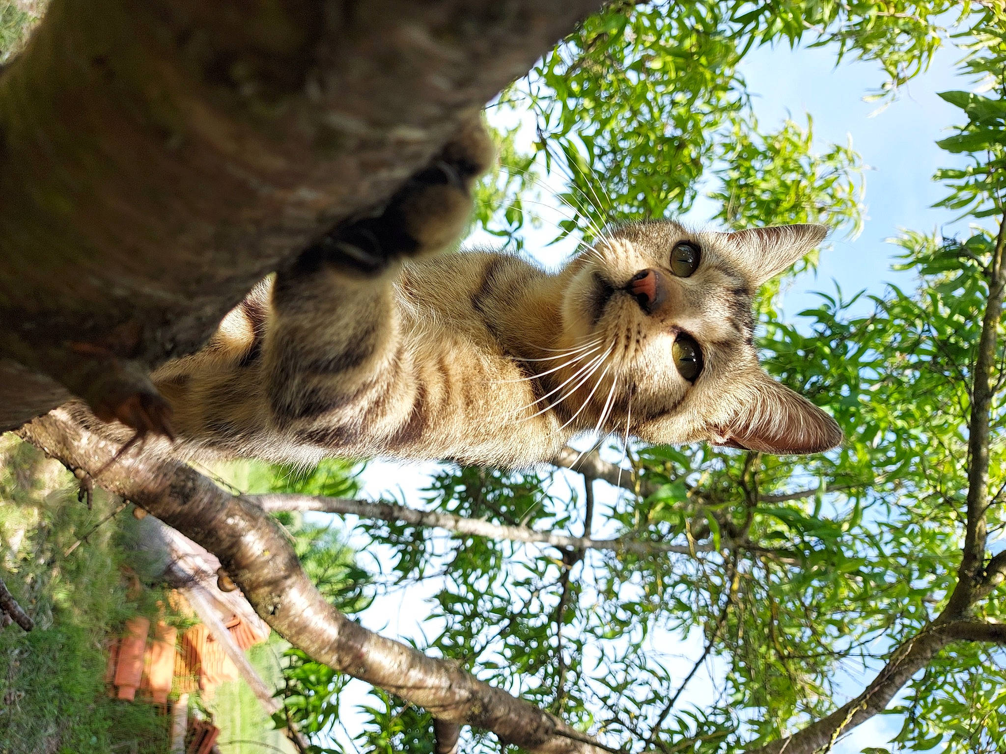 Pongo participe au concours pour gagner de l'argent avec cette photo : bird_of_prey, botany, carnivore, cat, fawn, felidae, grass, organism, plant, sky, small_to_medium_sized_cats, snout, tail, terrestrial_animal, tree, trunk, twig, vertebrate, whiskers, wood