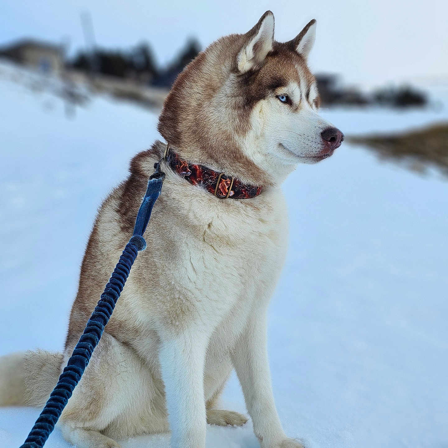 Aïko a rejoint le concours — aidez-le/la à gagner de superbes lots ! accessories, animal, canine, dog, dogsled, eskimodog, husky, leash, nature, outdoors, pet, puppy, sled, snout, snow, strap, whitedog, winter