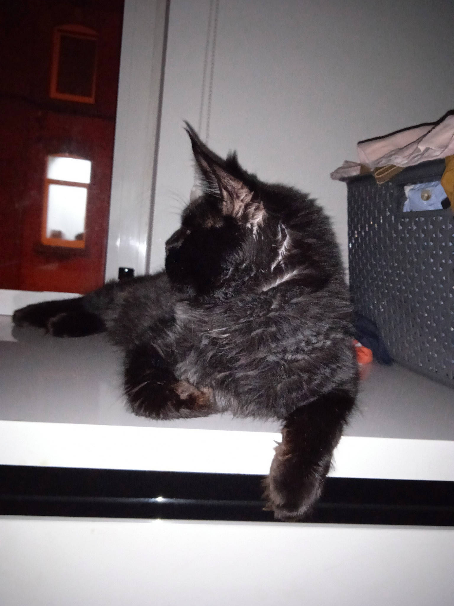 Austin a rejoint le concours — aidez-le/la à gagner de superbes lots ! black_cat, box, carnivore, cat, felidae, fur, pet_supply, shipping_box, small_to_medium_sized_cats, tail, whiskers