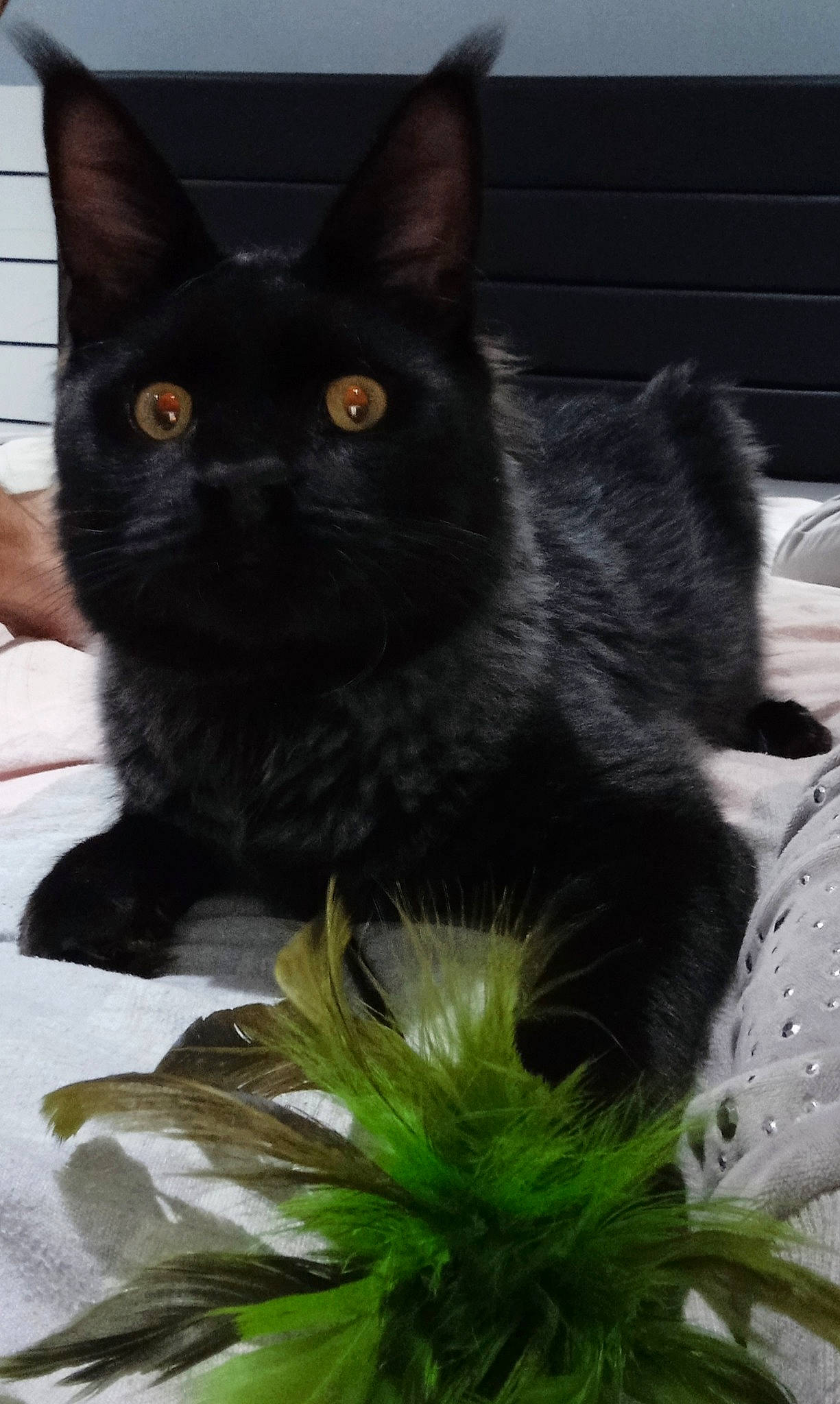 Austin participe au concours pour gagner de l'argent avec cette photo : black, black_cat, bombay, carnivore, cat, felidae, fur, hemp_family, iris, organism, small_to_medium_sized_cats, snout, terrestrial_animal, terrestrial_plant, vertebrate, whiskers