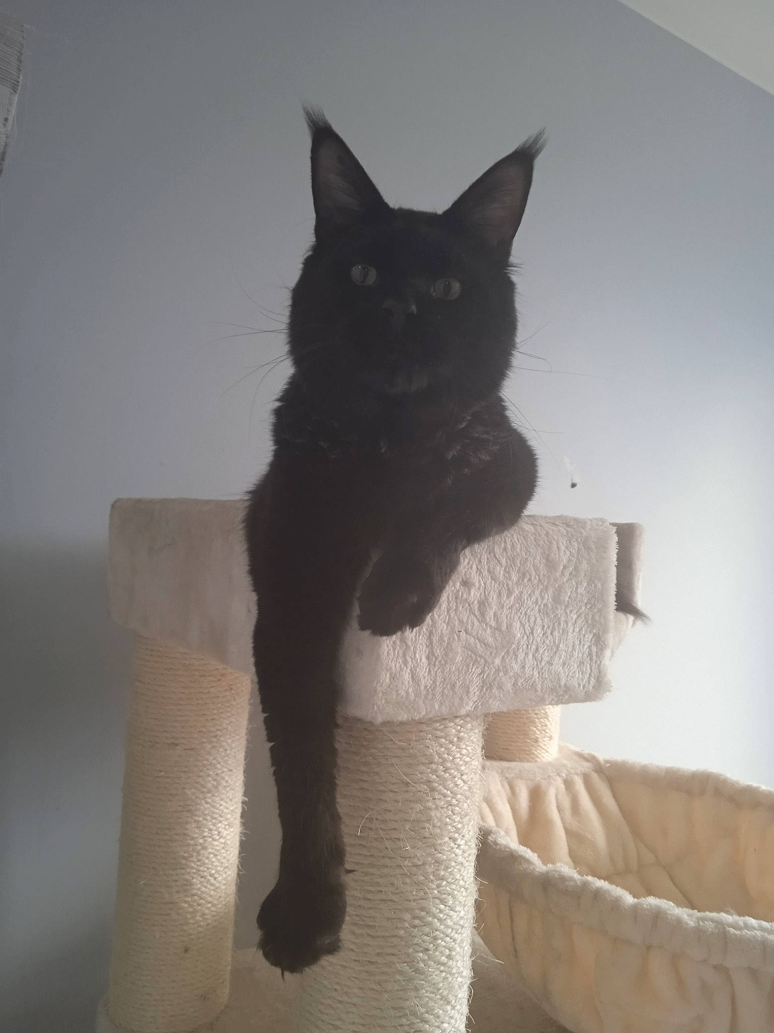 Austin a rejoint le concours — aidez-le/la à gagner de superbes lots ! black_cat, carnivore, cat, cat_furniture, cat_supply, felidae, fur, home_accessories, pet_supply, slipcover, small_to_medium_sized_cats, snout, tail, vertebrate, whiskers