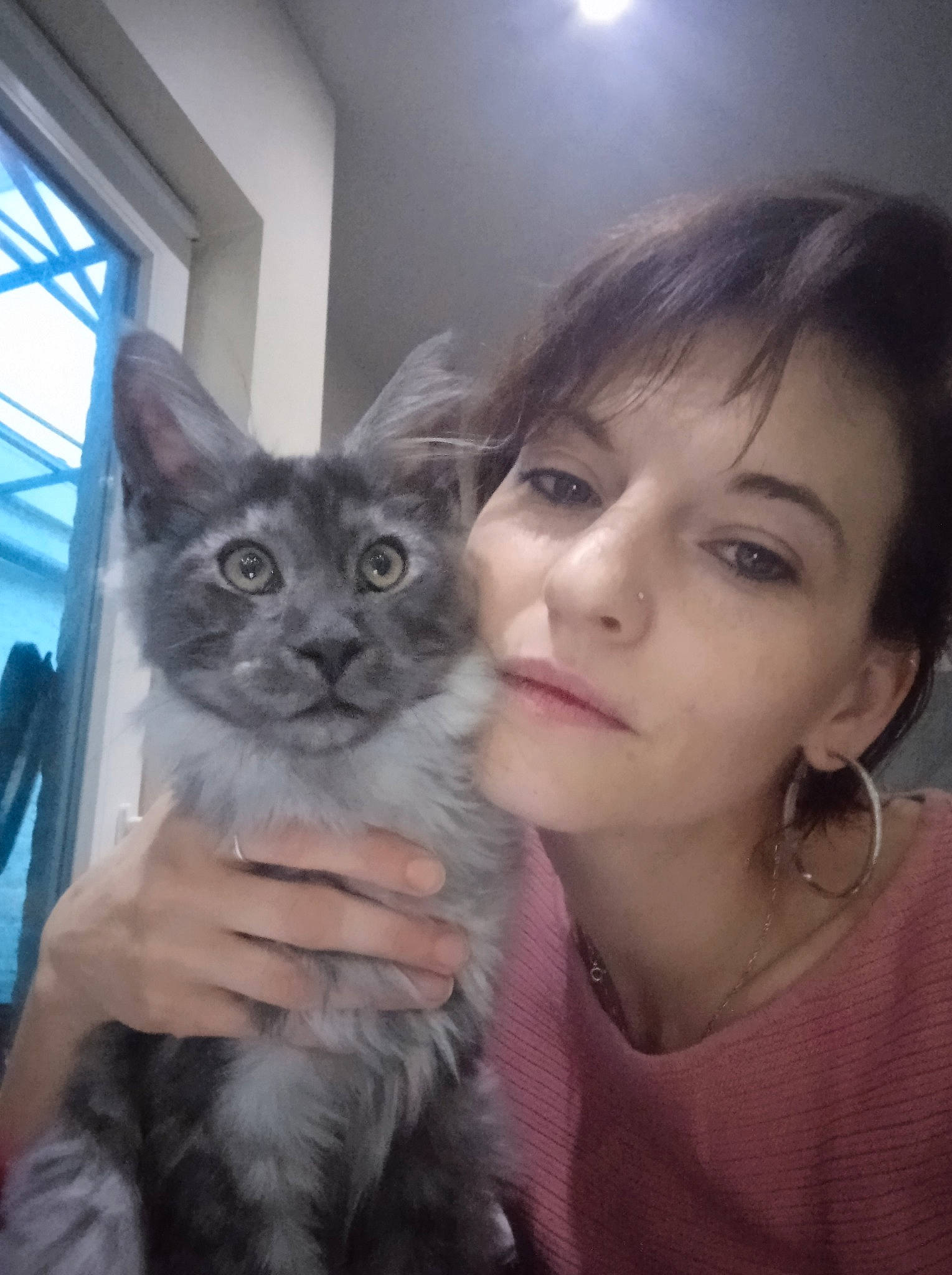 Ramses a rejoint le concours — aidez-le/la à gagner de superbes lots ! black_hair, body_jewelry, body_piercing, carnivore, cat, daylighting, earrings, felidae, fur, iris, jewellery, mammal, selfie, skin, small_to_medium_sized_cats, snout, throat, transparent_material, whiskers, window_blind