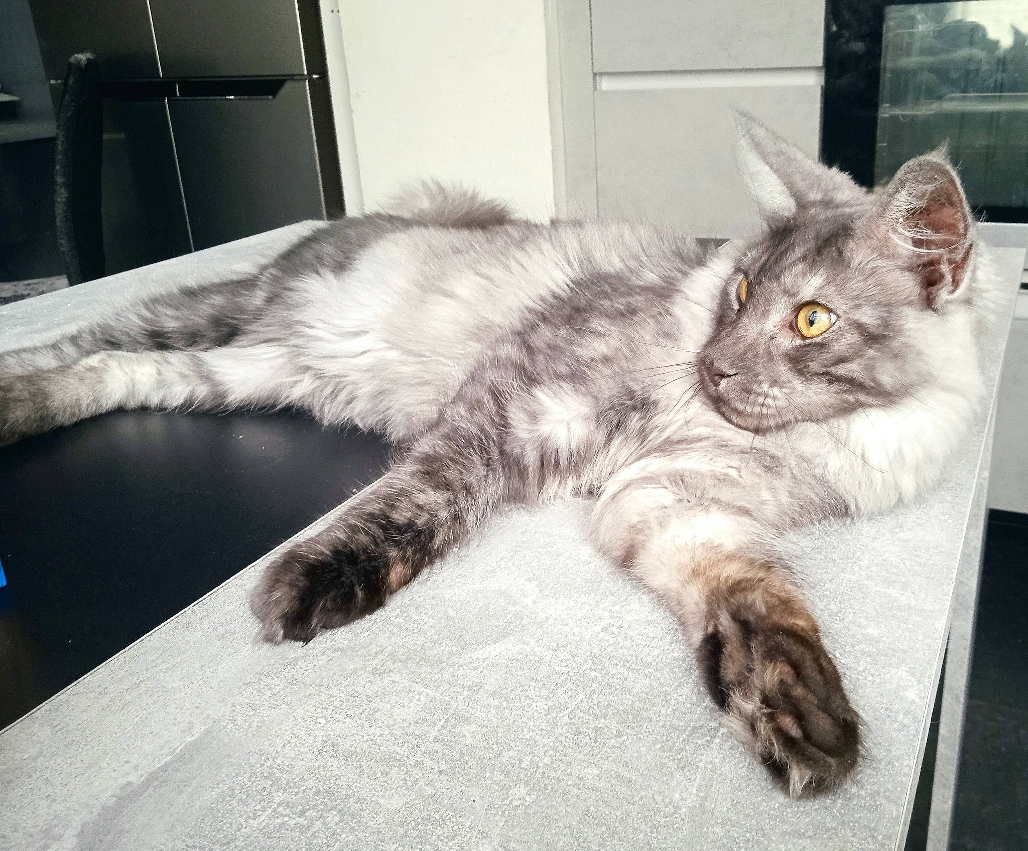 Ramses participe au concours pour gagner de l'argent avec cette photo : carnivore, cat, claw, felidae, fur, grey, mammal, paw, small_to_medium_sized_cats, snout, tail, vertebrate, whiskers