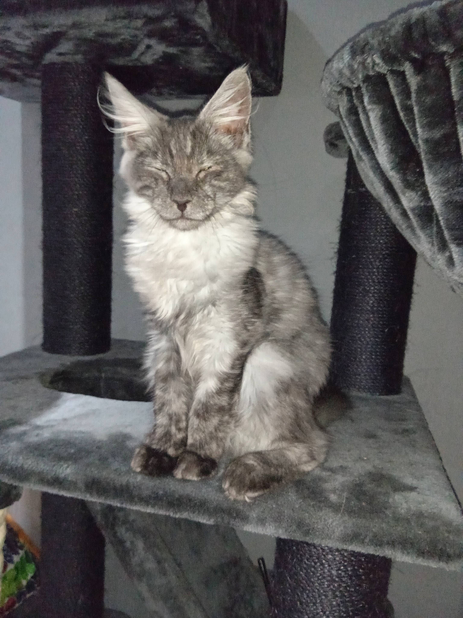 Ramses participe au concours pour gagner de l'argent avec cette photo : carnivore, cat, cat_furniture, cat_supply, felidae, fur, grey, natural_material, small_to_medium_sized_cats, tail, vertebrate, whiskers