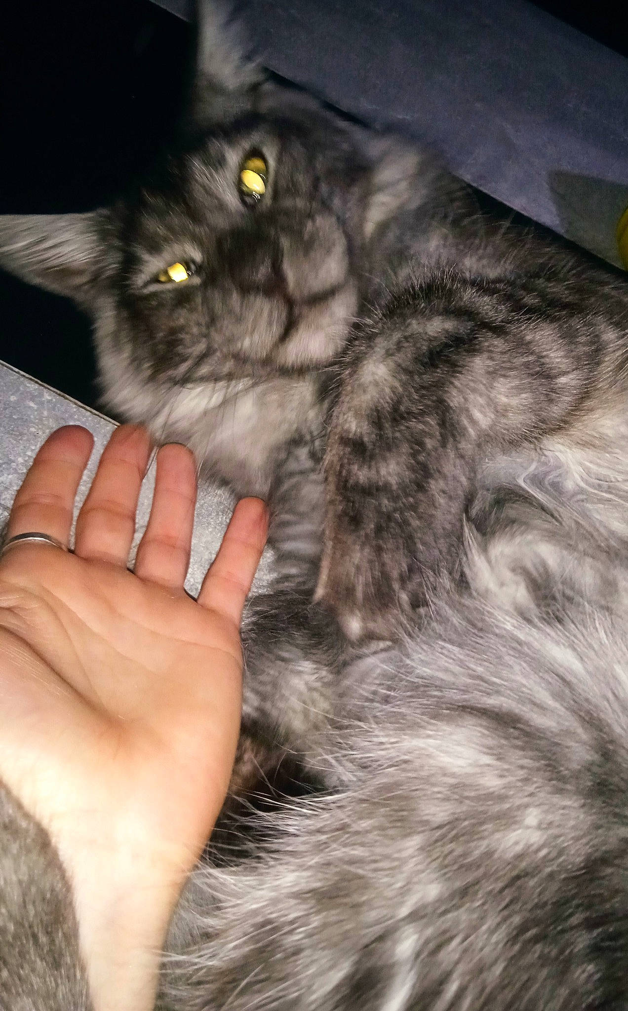 Ramses a rejoint le concours — aidez-le/la à gagner de superbes lots ! carnivore, cat, felidae, finger, fur, grey, human, iris, nail, organ, skin, small_to_medium_sized_cats, snout, vertebrate, whiskers, yellow