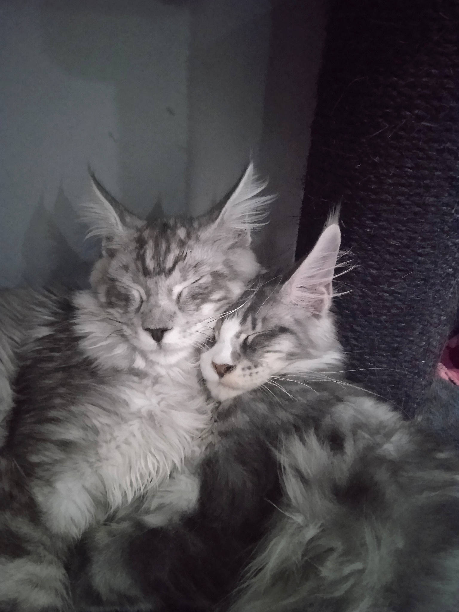 Reve a rejoint le concours — aidez-le/la à gagner de superbes lots ! carnivore, cat, felidae, fur, small_to_medium_sized_cats, snout, whiskers