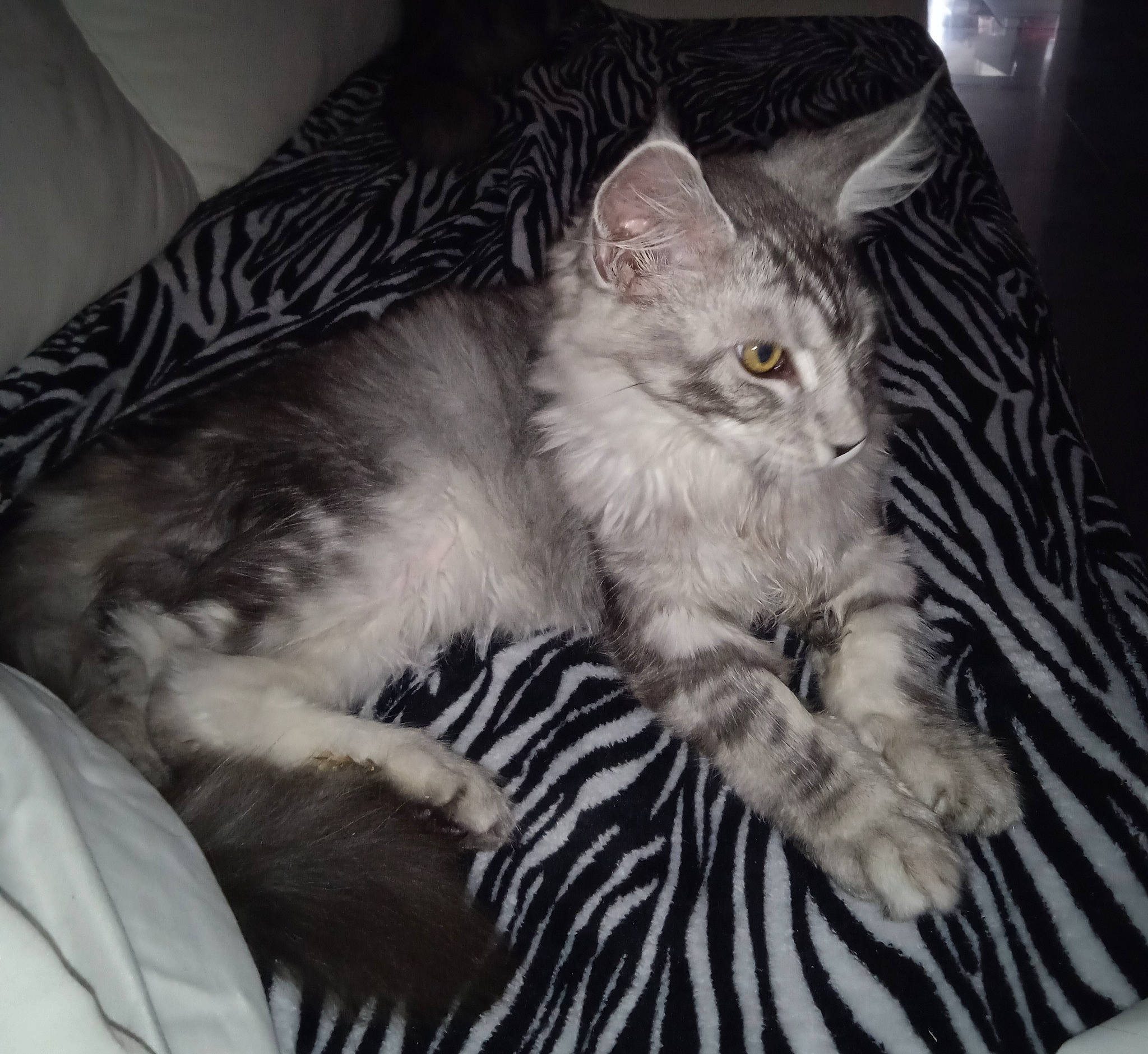 Reve a rejoint le concours — aidez-le/la à gagner de superbes lots ! carnivore, cat, comfort, felidae, fur, grey, linens, small_to_medium_sized_cats, tail, vertebrate, whiskers