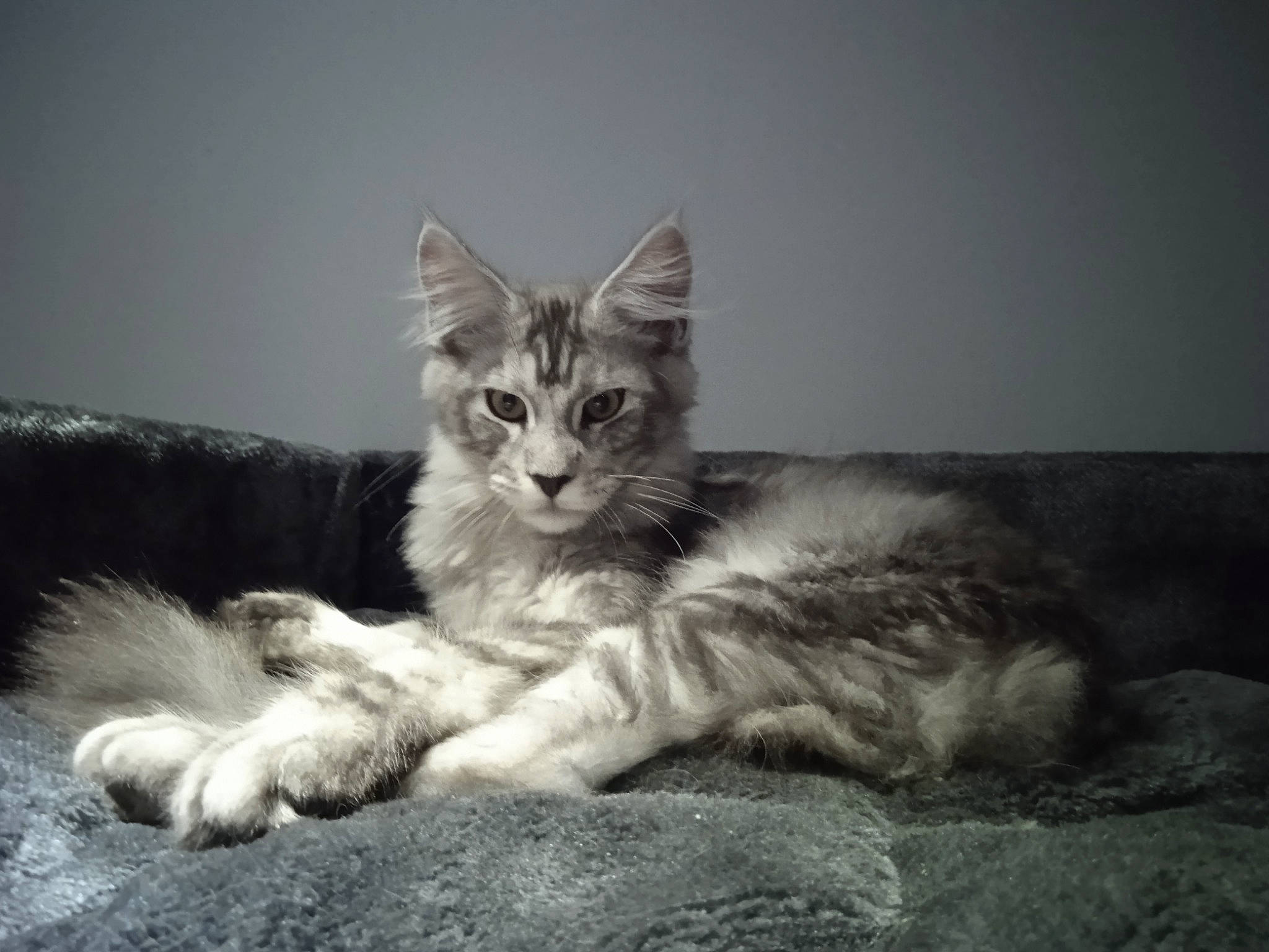 Reve a rejoint le concours — aidez-le/la à gagner de superbes lots ! carnivore, cat, claw, comfort, felidae, fur, grey, paw, sitting, small_to_medium_sized_cats, snout, stock_photography, tail, whiskers