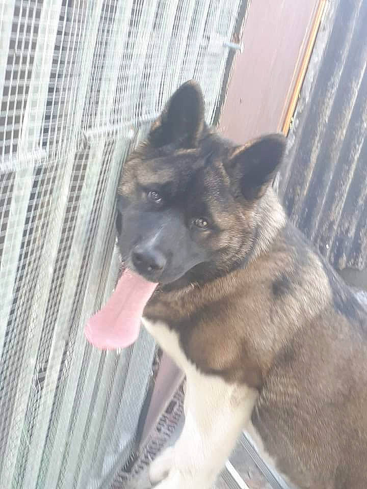 Shadow participe au concours pour gagner de l'argent avec cette photo : canidae, carnivore, collar, companion_dog, dog, dog_breed, fawn, german_shepherd_dog, guard_dog, herding_dog, mesh, pet_supply, police_dog, snout, sporting_group, working_animal, working_dog