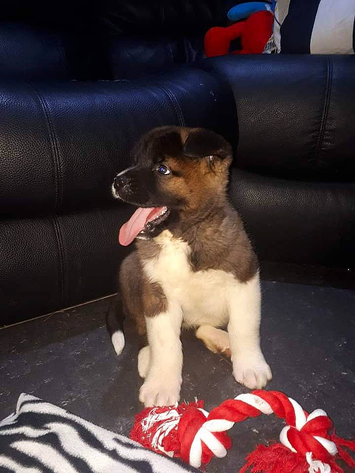 Shadow participe au concours pour gagner de l'argent avec cette photo : armrest, canidae, carnivore, comfort, companion_dog, couch, dog, dog_breed, dog_supply, fawn, leather, living_room, paw, pet_supply, puppy, slipcover, snout, sporting_group, studio_couch, working_animal